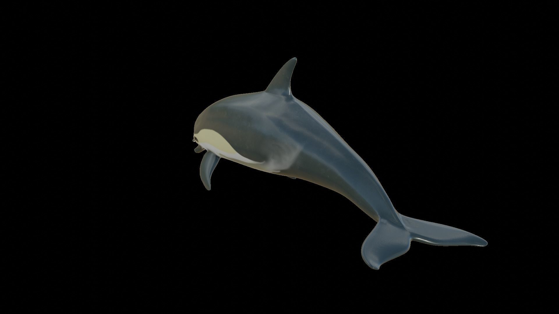 dolphin long-beaked 3D model_21