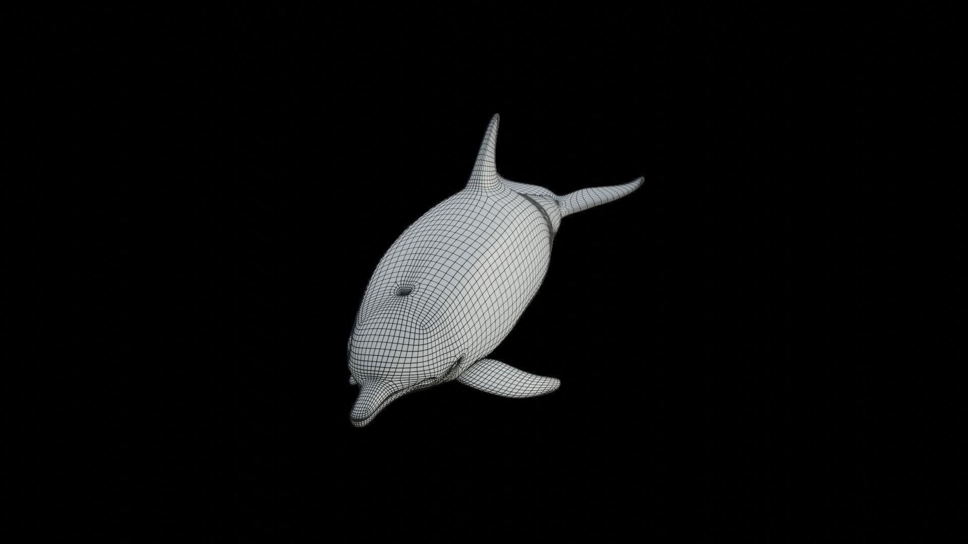 dolphin long-beaked 3D model_6