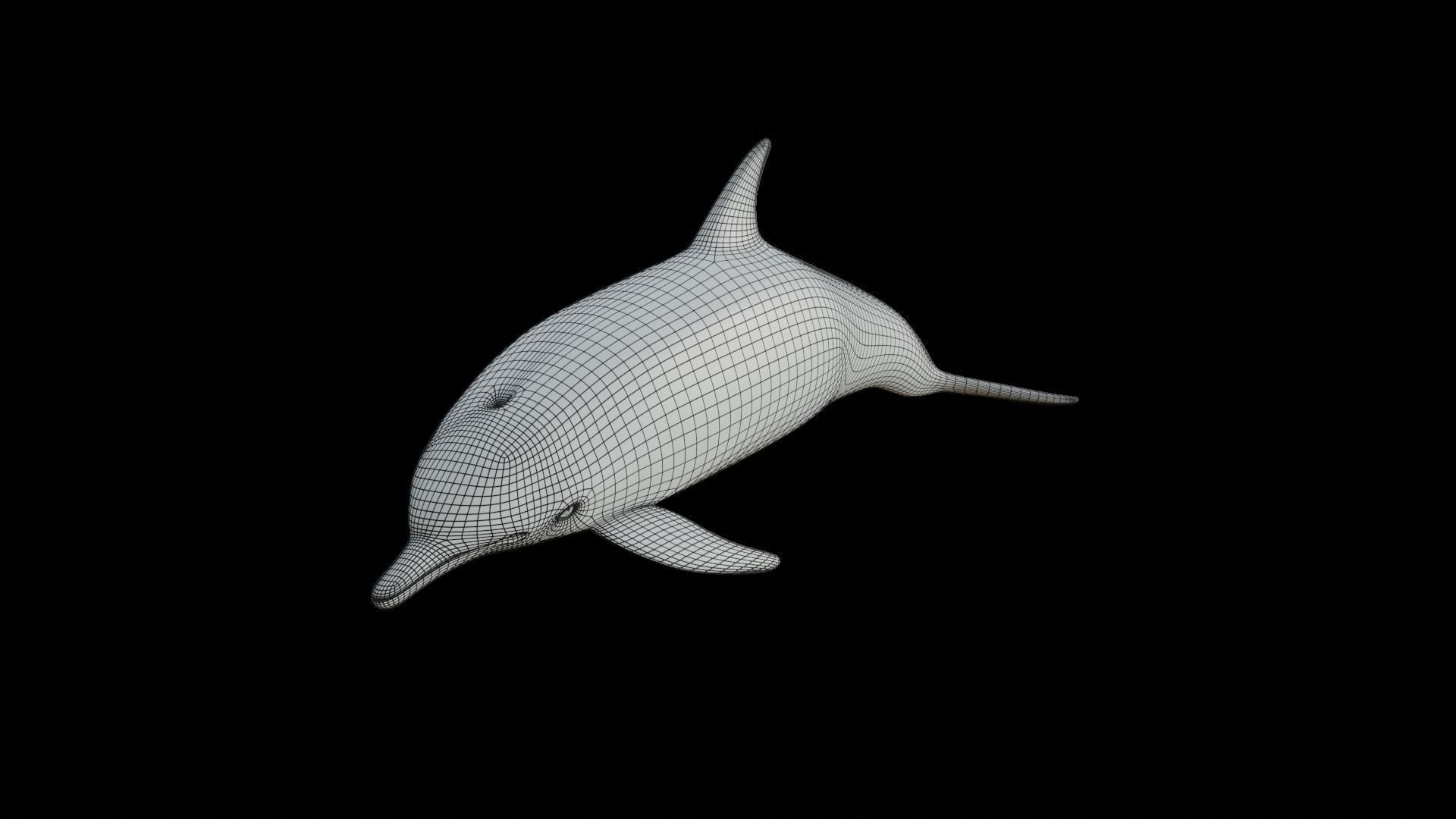 dolphin long-beaked 3D model_2