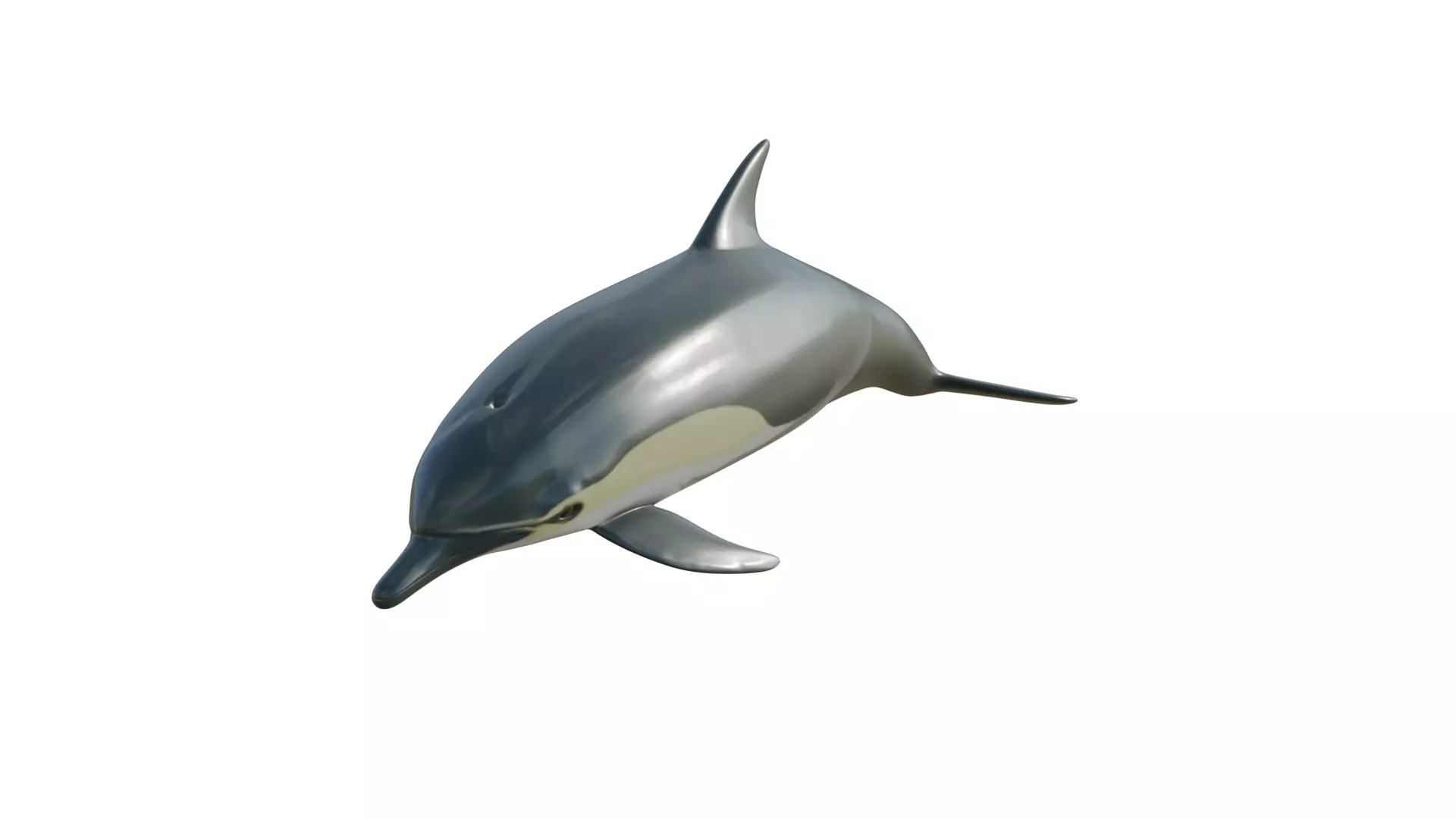 dolphin long-beaked 3D model_0