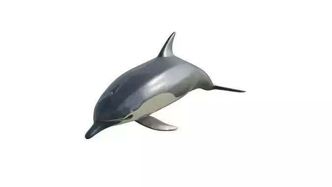 dolphin long-beaked 3D model