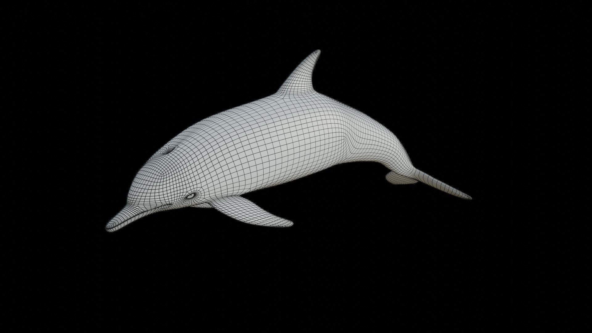 dolphin long-beaked 3D model_8