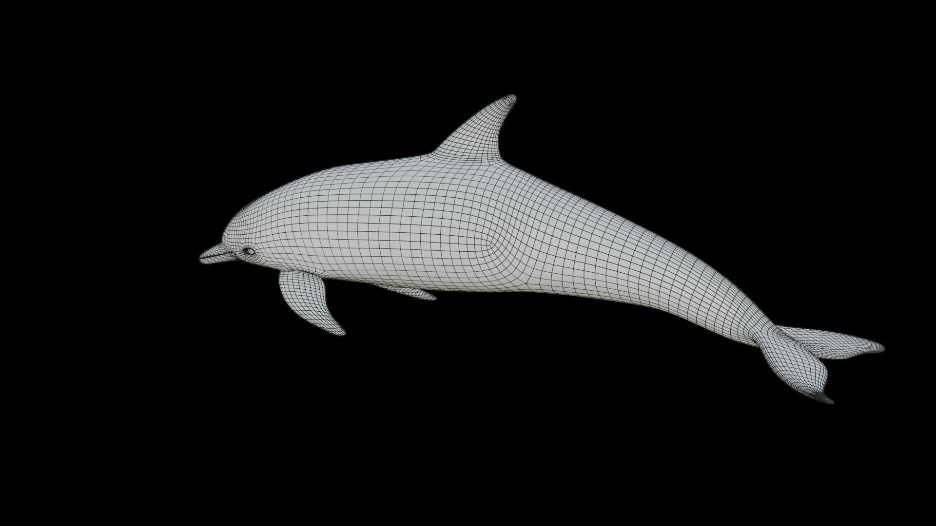 dolphin long-beaked 3D model_18