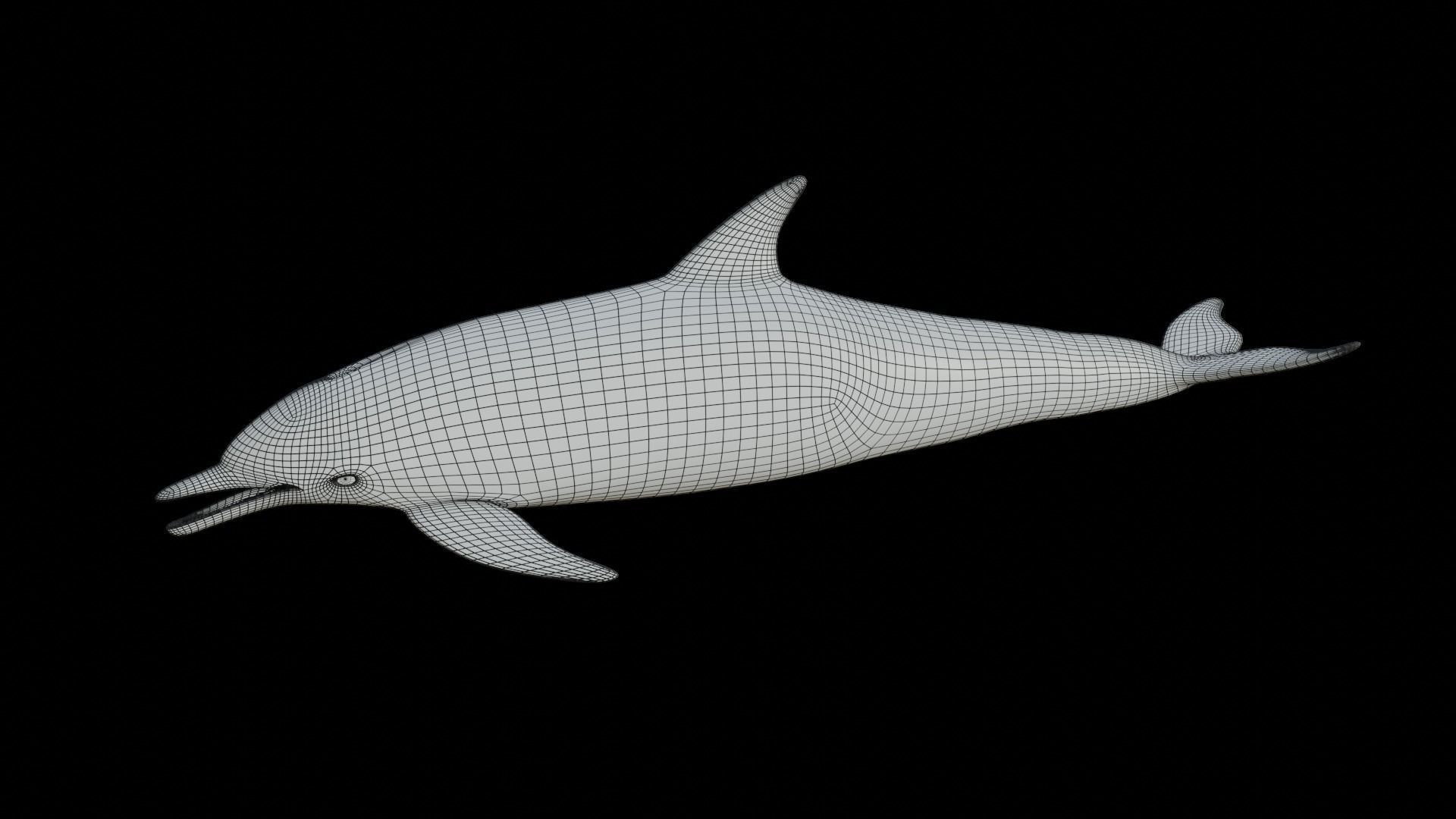 dolphin long-beaked 3D model_12