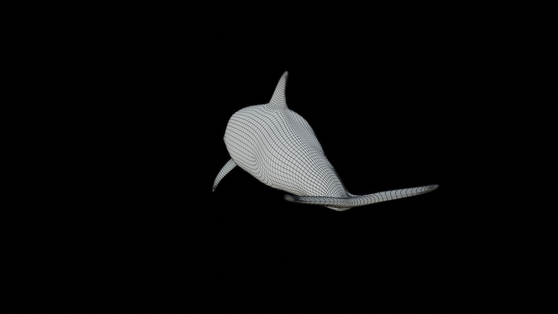 dolphin long-beaked 3D model_24