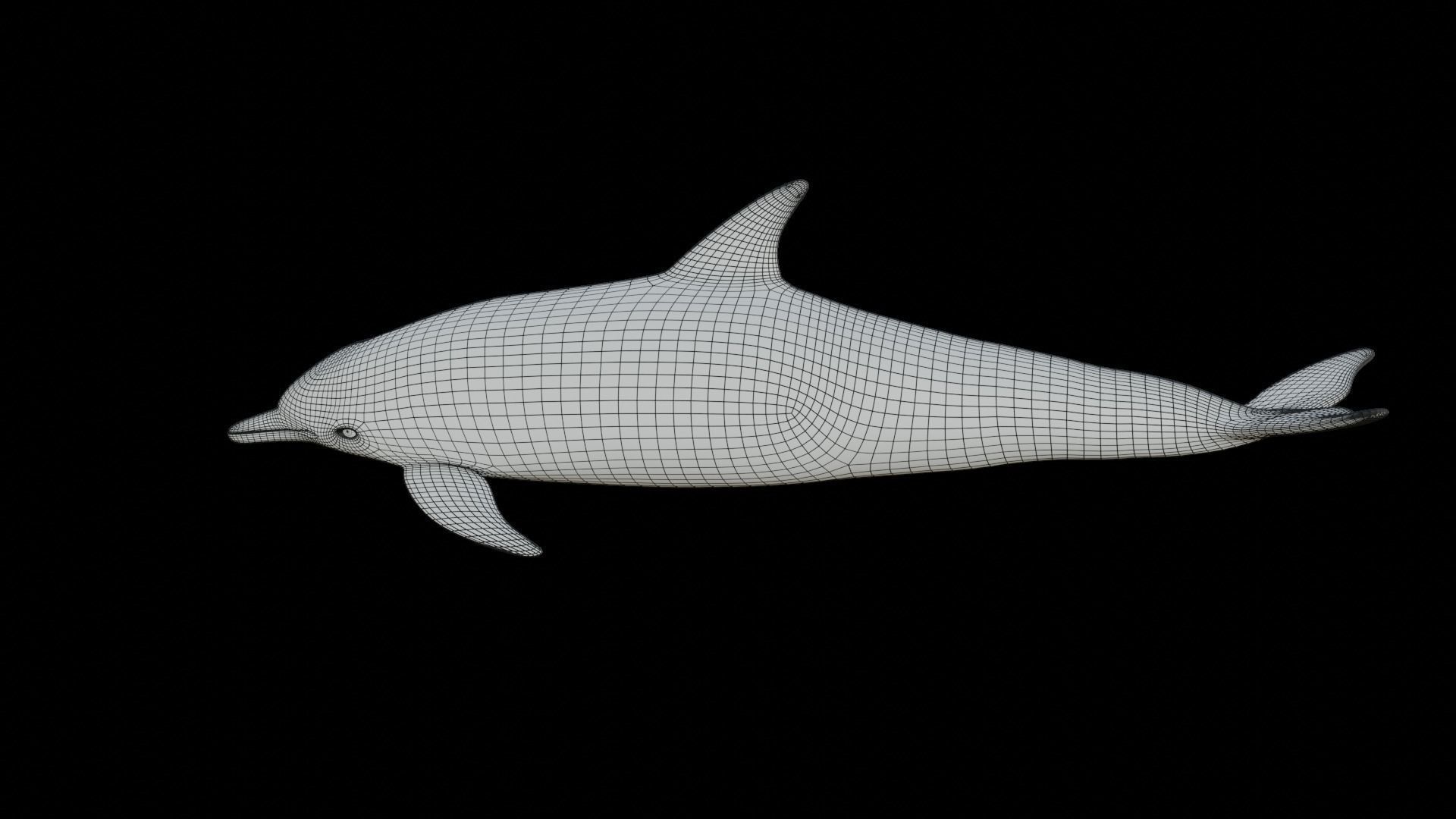 dolphin long-beaked 3D model_16