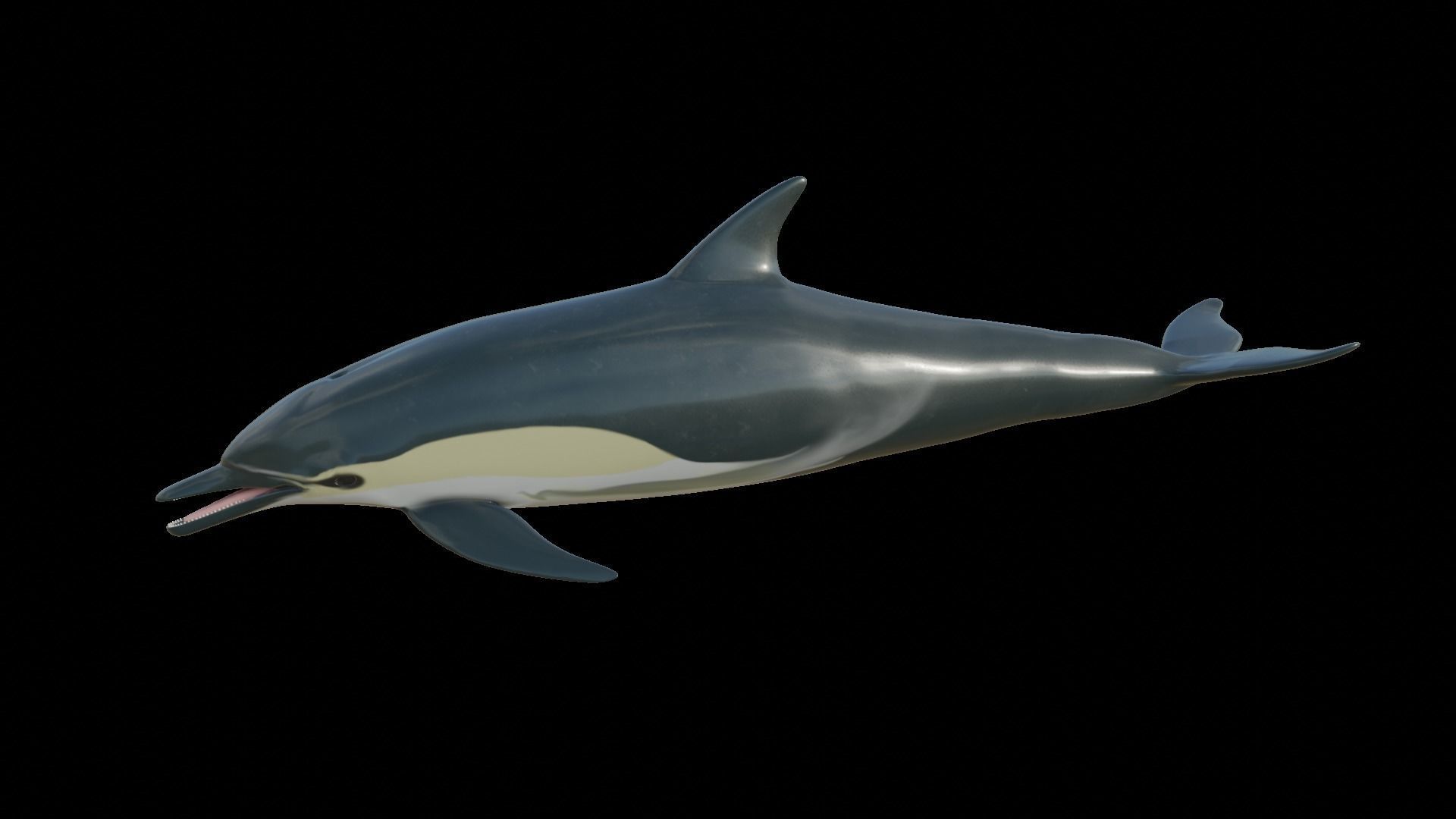 dolphin long-beaked 3D model_11