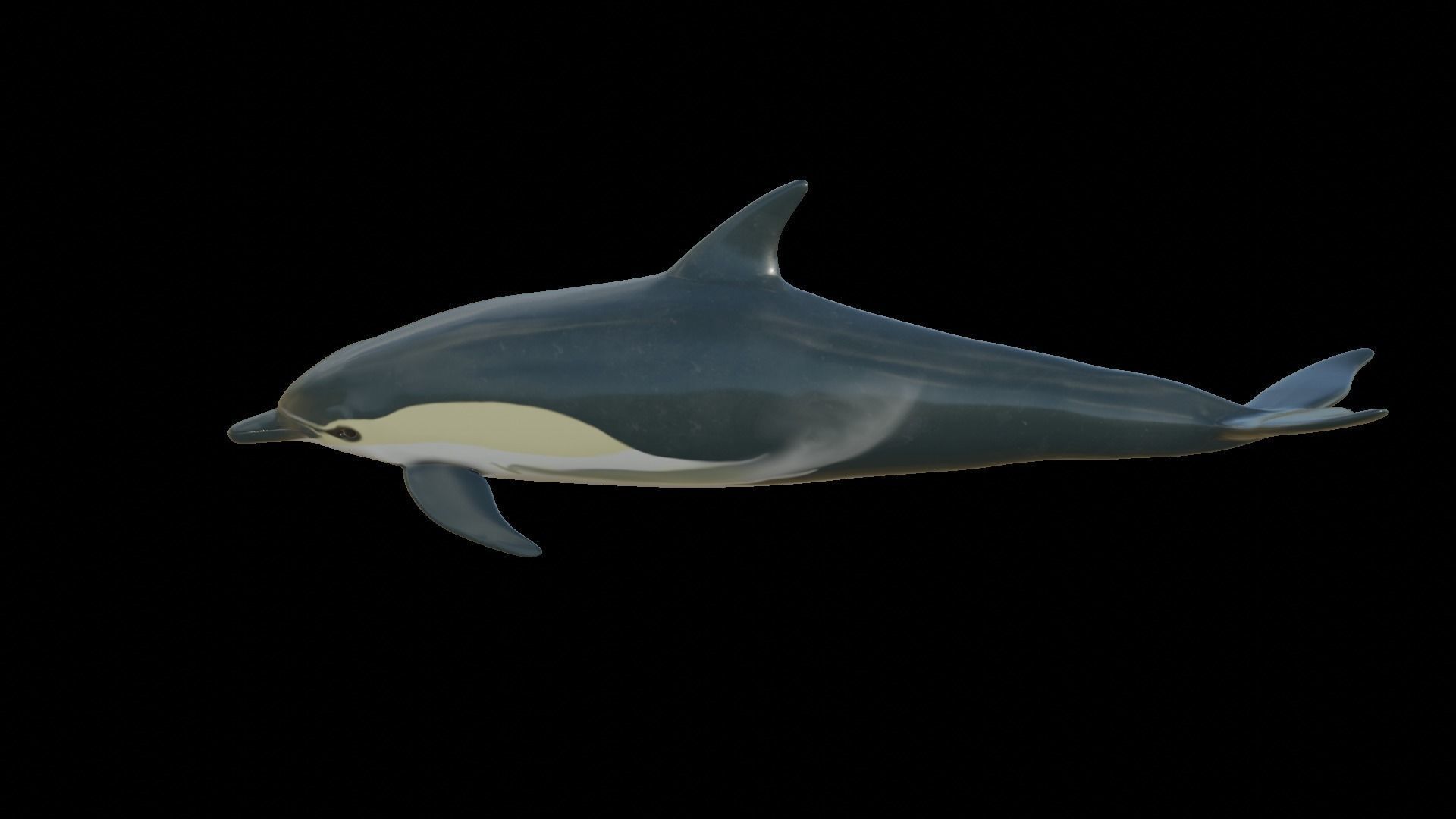 dolphin long-beaked 3D model_15