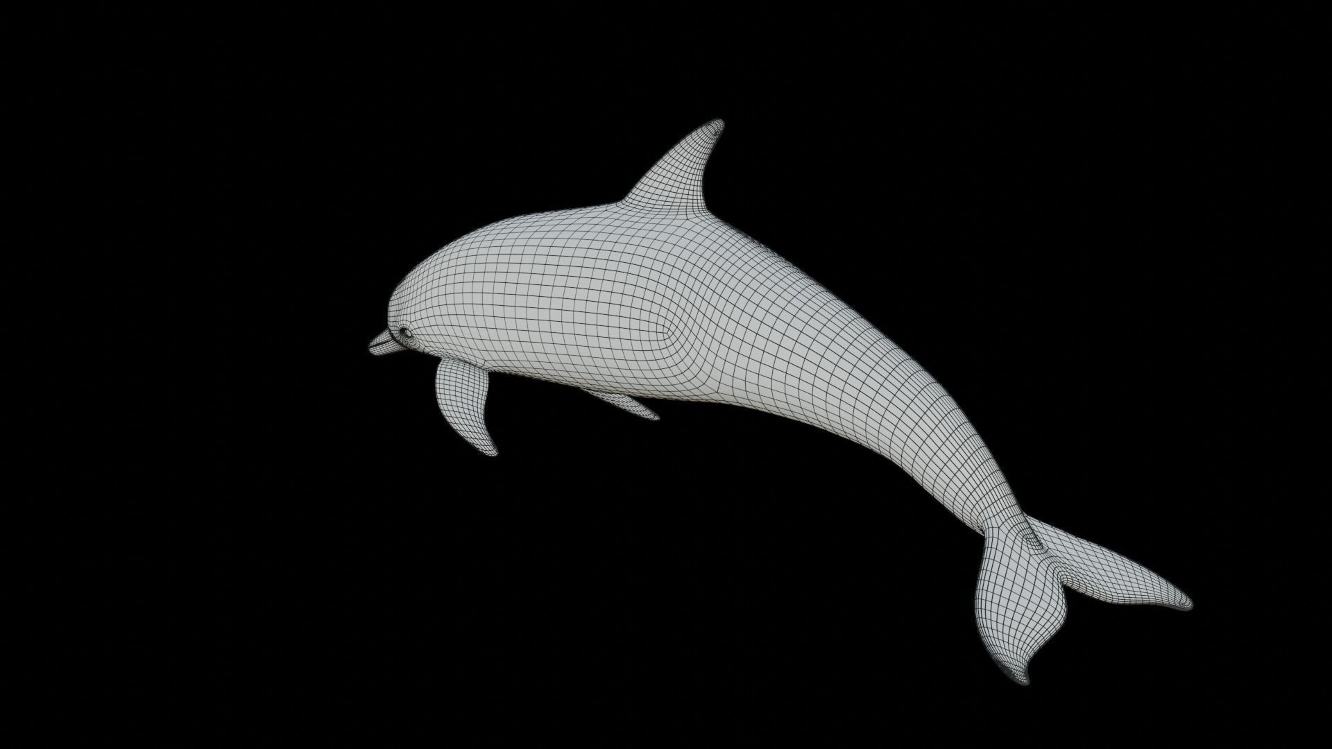 dolphin long-beaked 3D model_20