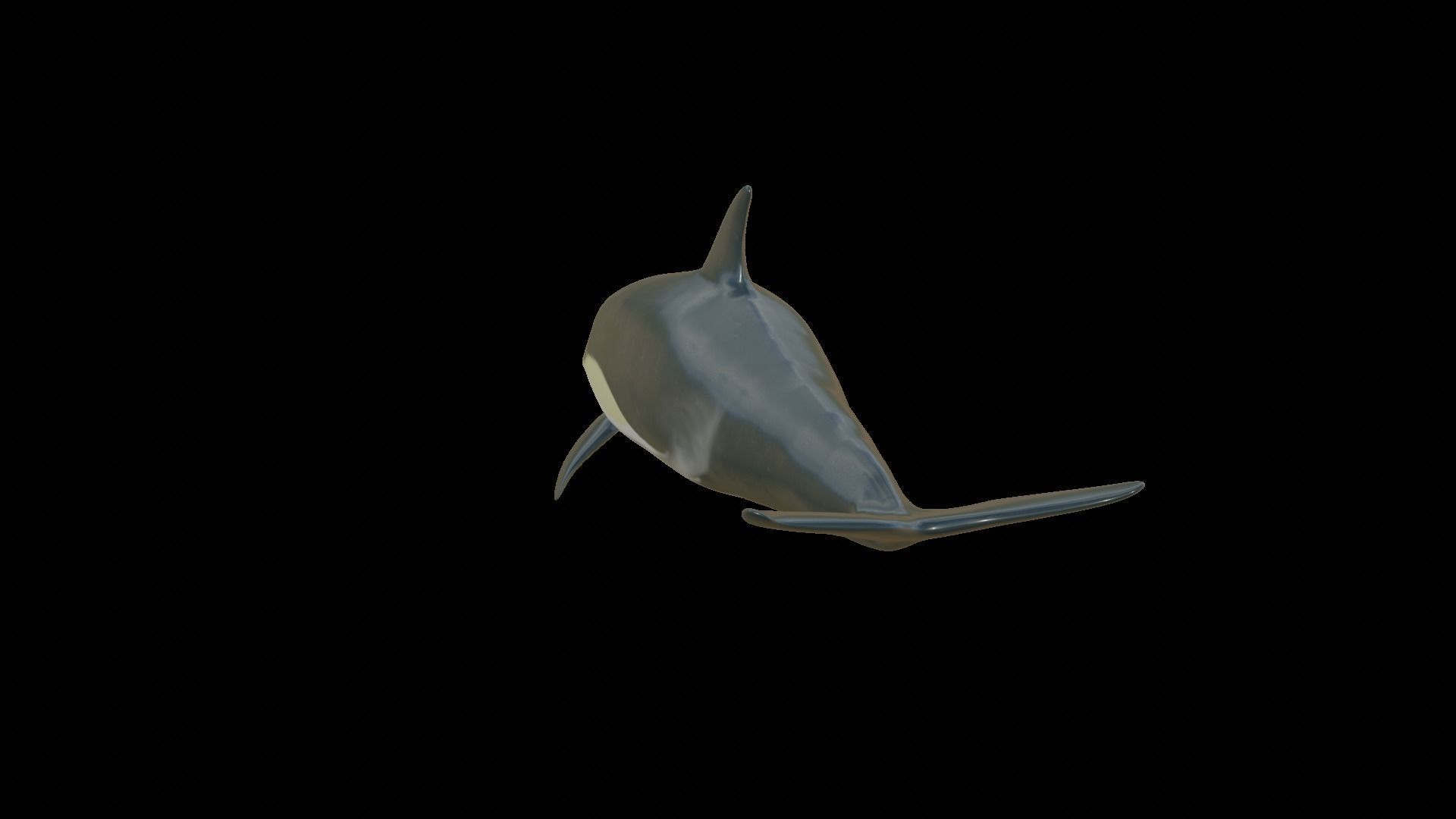 dolphin long-beaked 3D model_23