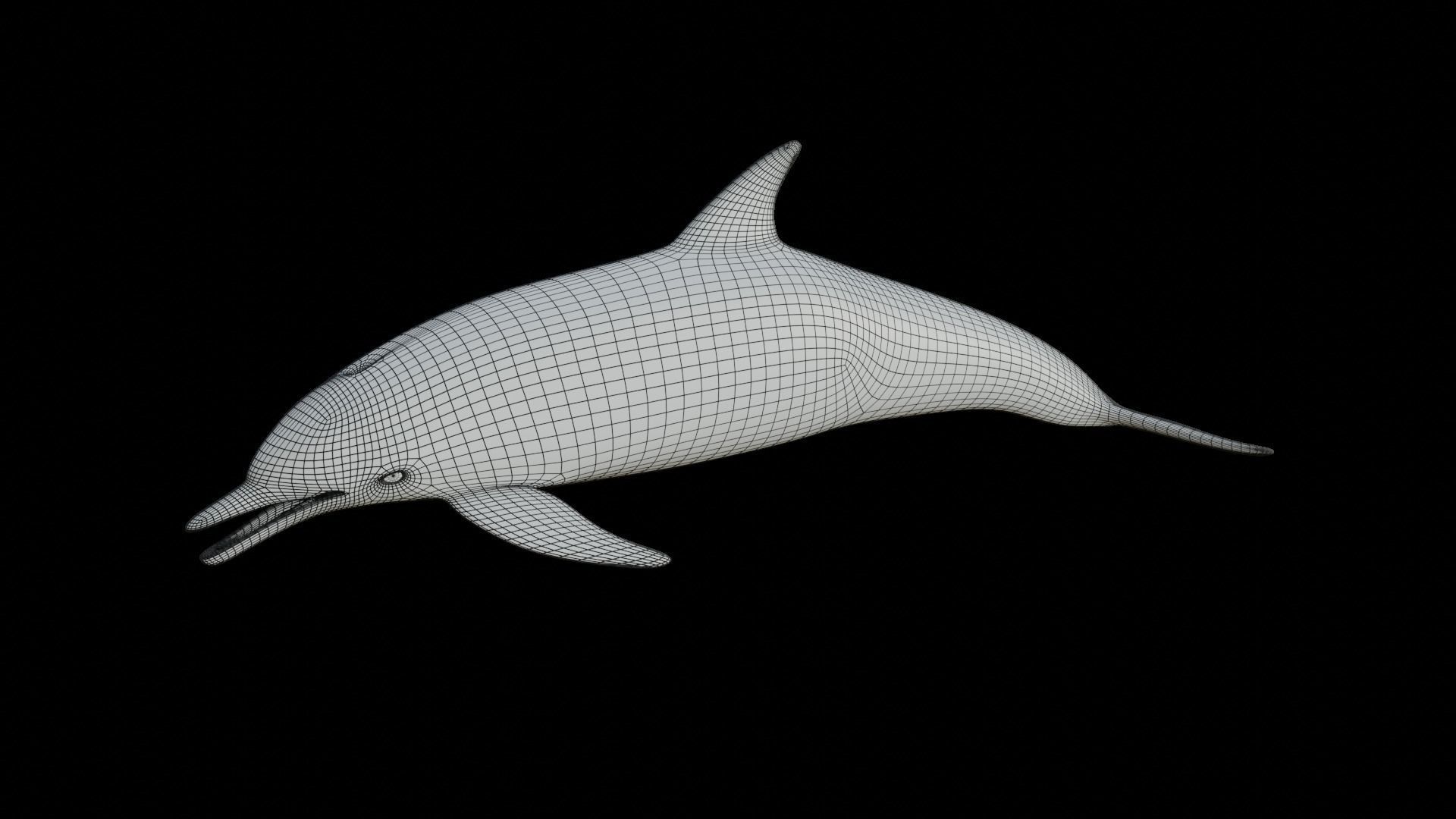 dolphin long-beaked 3D model_10