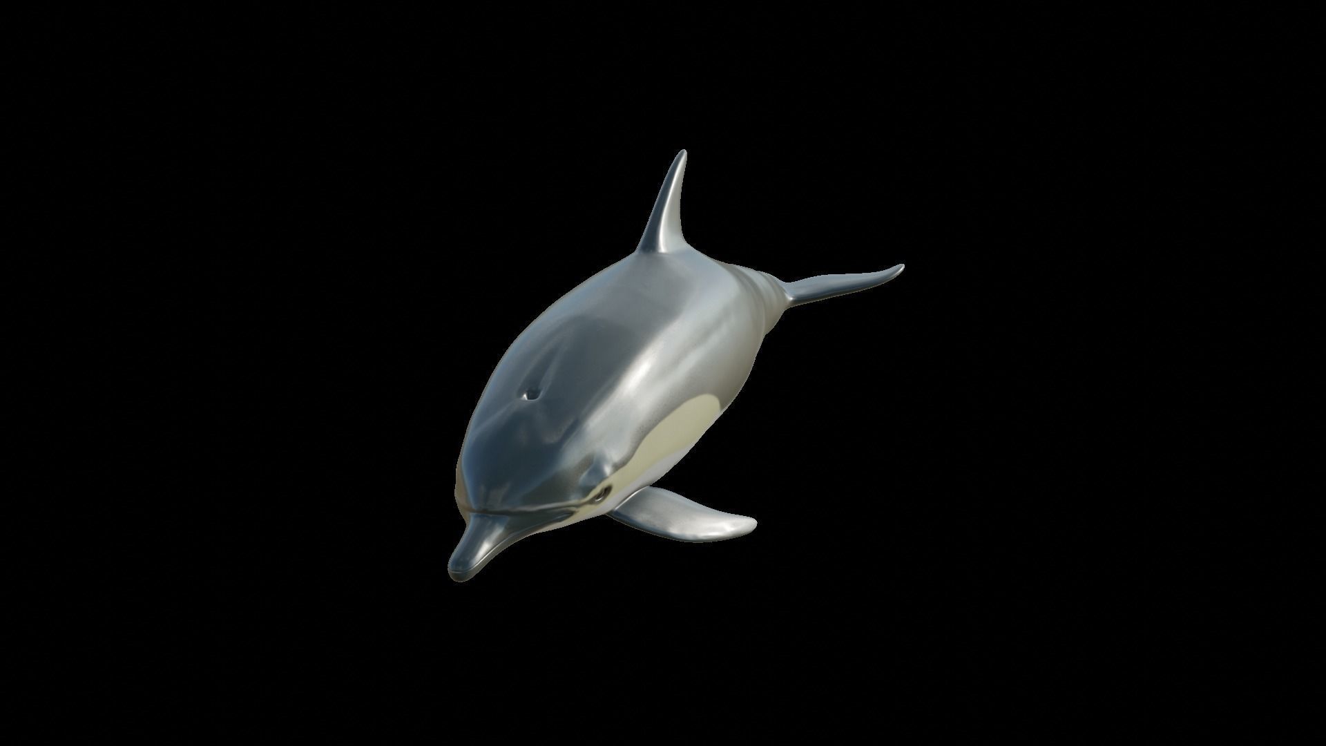 dolphin long-beaked 3D model_7
