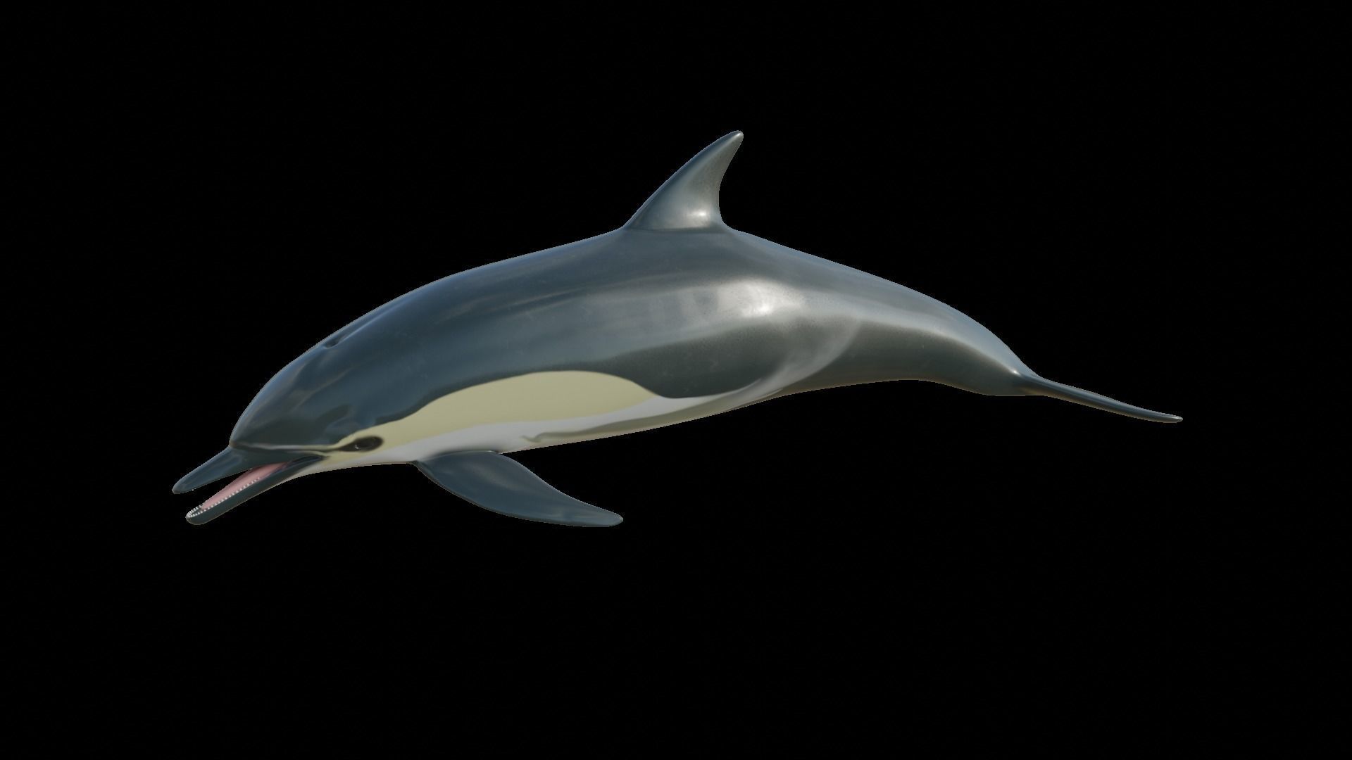 dolphin long-beaked 3D model_9