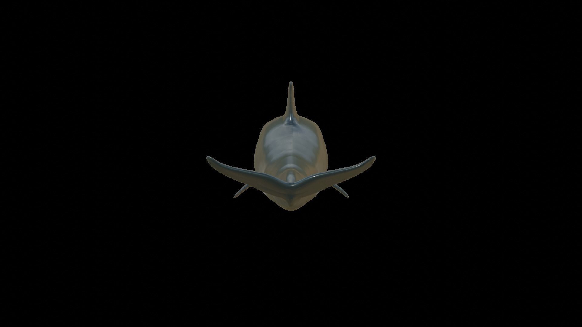 dolphin long-beaked 3D model_25