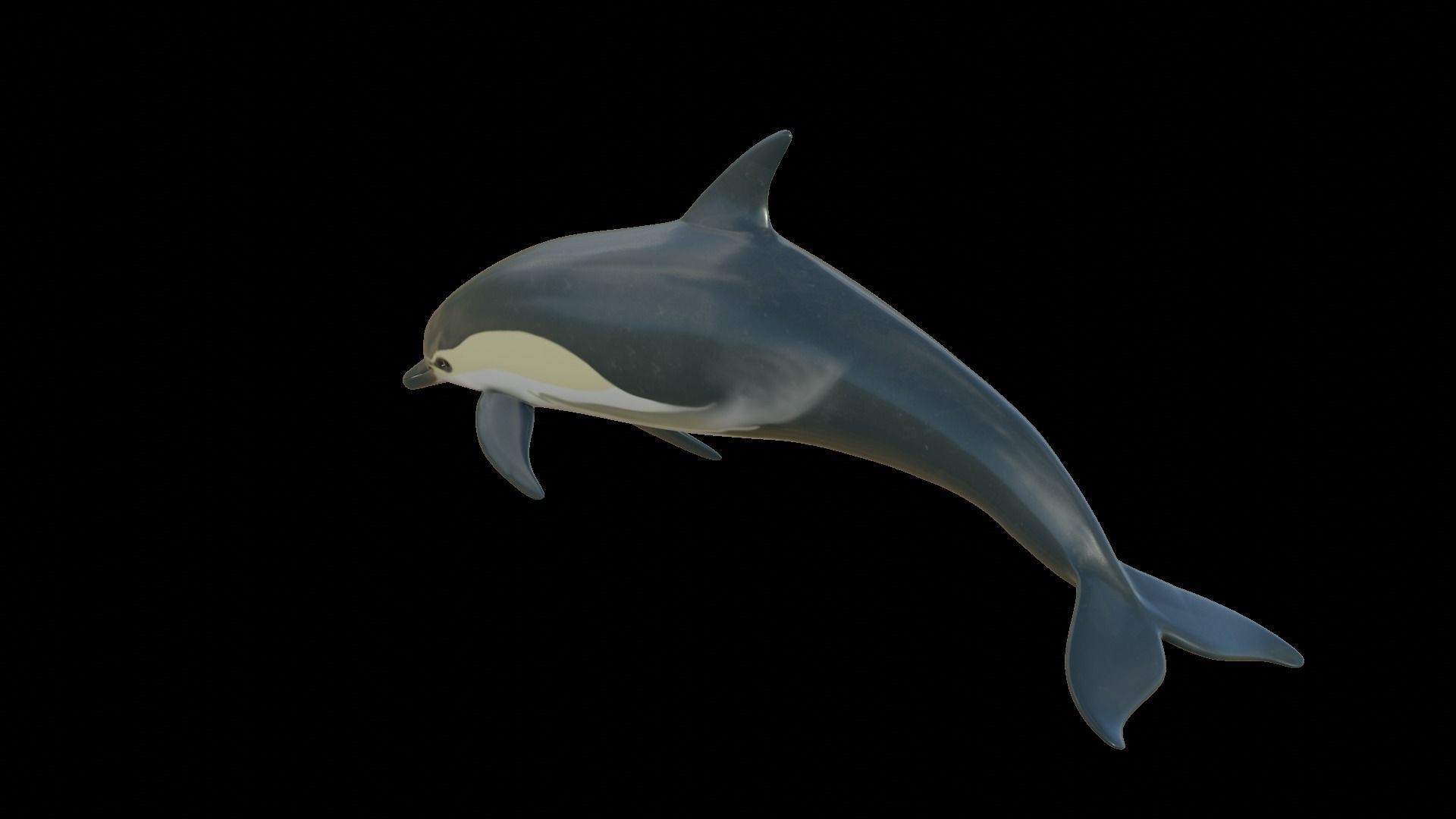 dolphin long-beaked 3D model_19