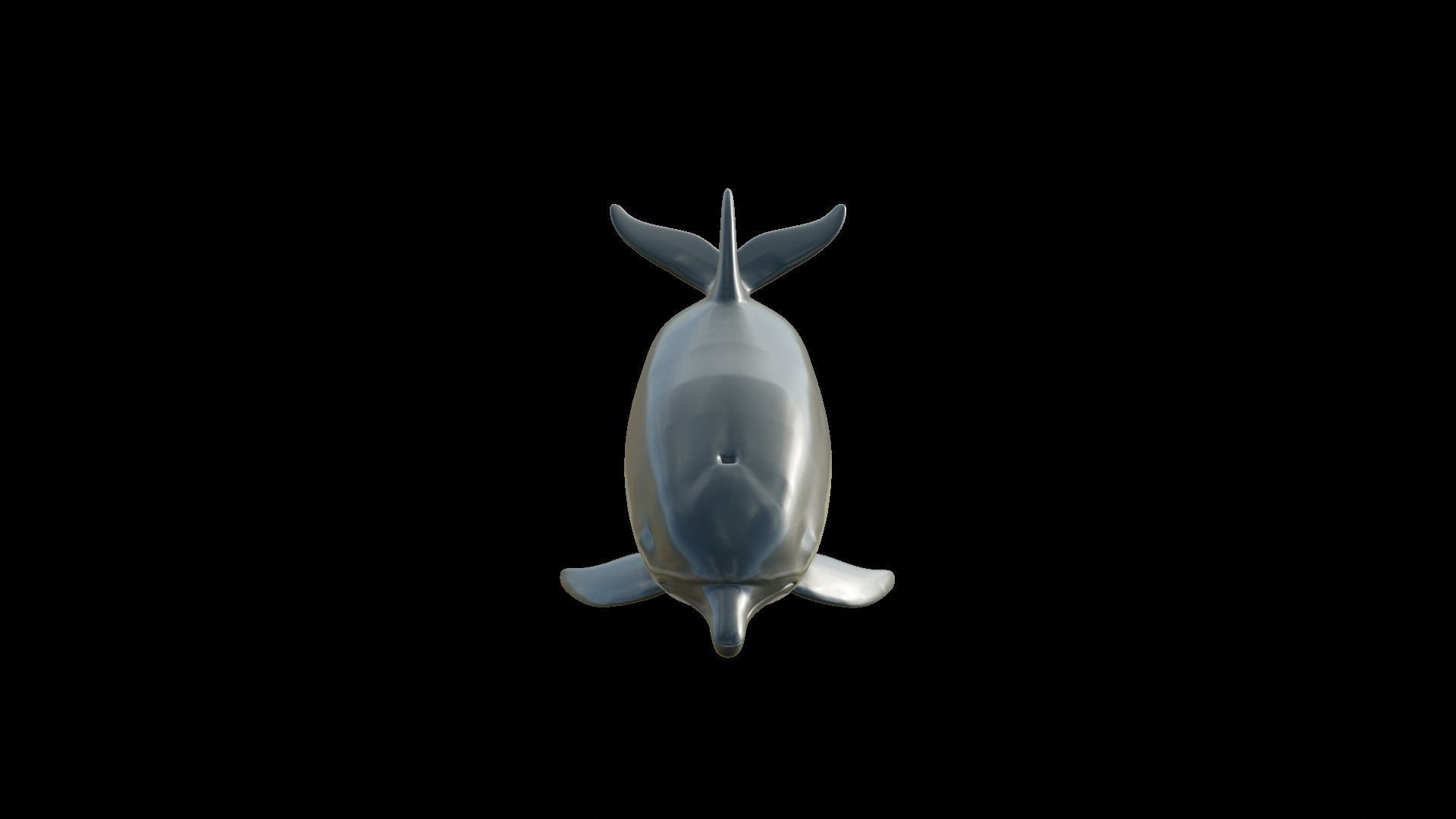 dolphin long-beaked 3D model_3