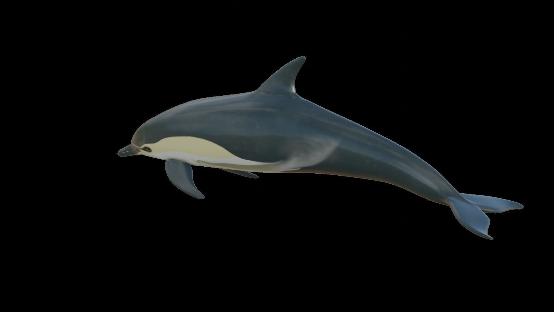 dolphin long-beaked 3D model_17