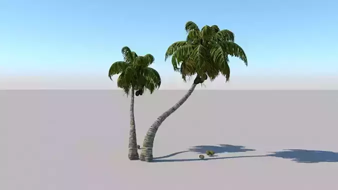 CoconutPalmTree two palm trees in desert