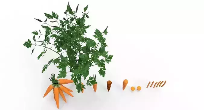 carrot carrots and plant