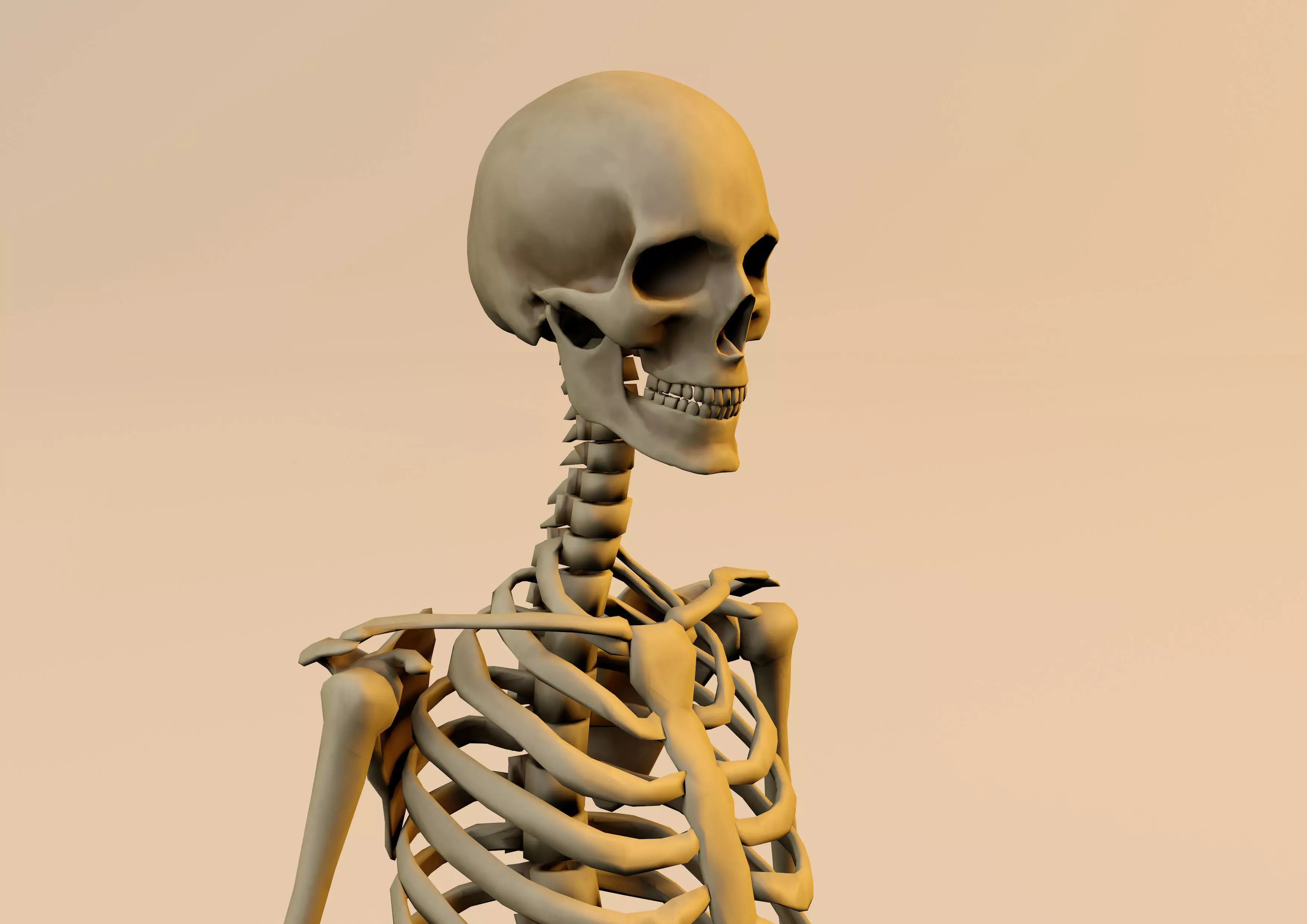 Anatomy skeleton model textured in substance painter 3D model