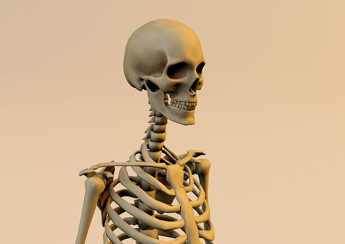 Anatomy skeleton model textured in substance painter 3D model