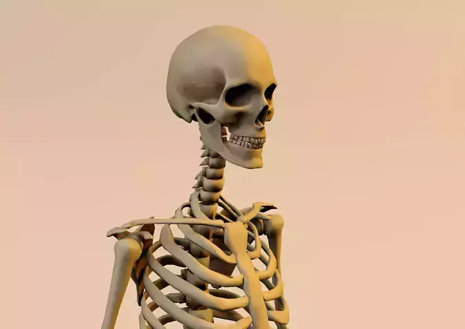 Anatomy skeleton model textured in substance painter 3D model