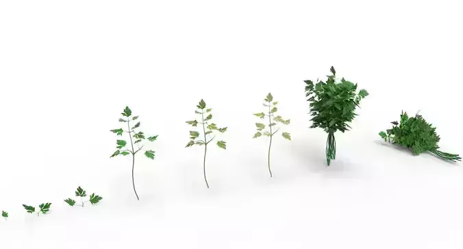 parsley 3D model