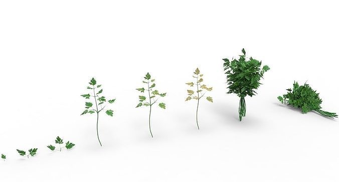 parsley 3D model