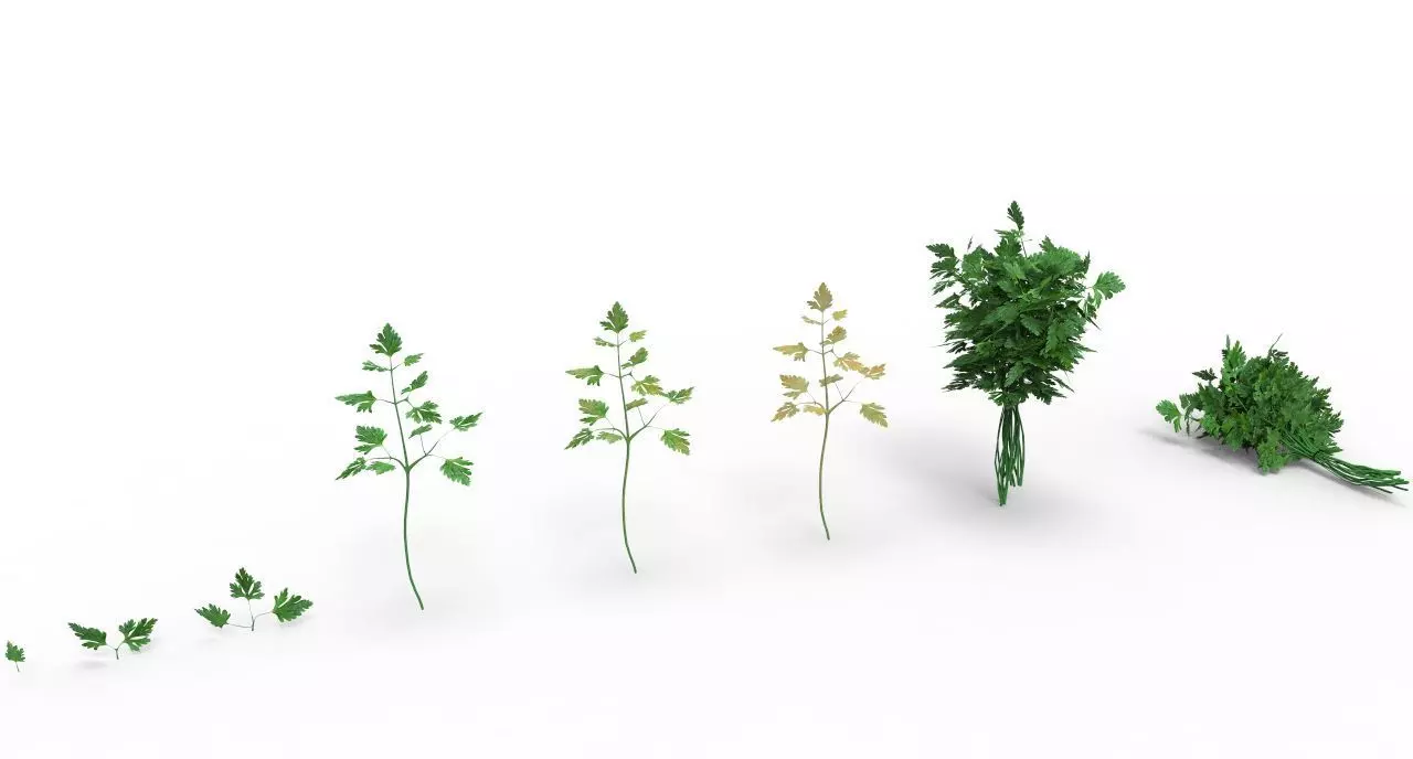 parsley 3D model