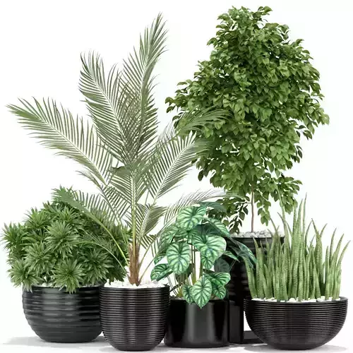 Plants collection 348