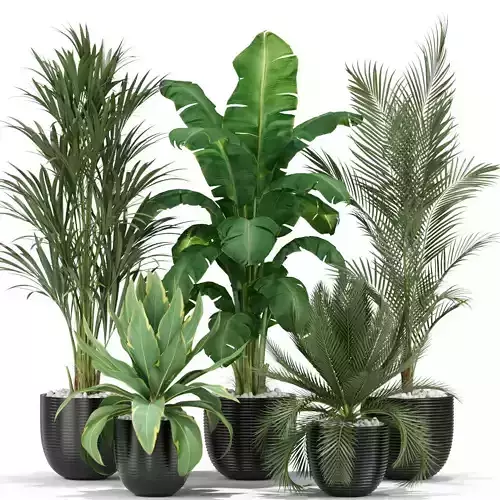 Plants collection 349 3D model