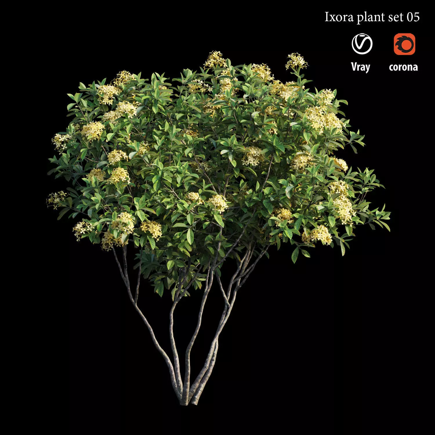 Ixora plant set 05 3D model