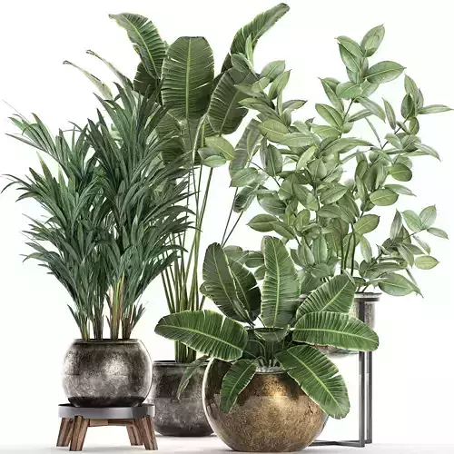 Decorative plants for the interior in flowerpots 636