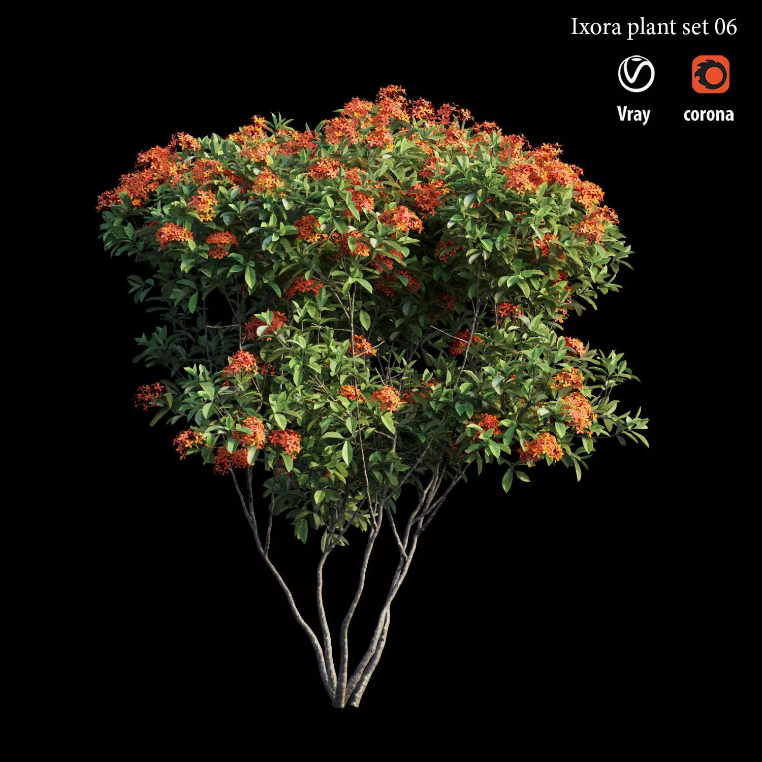 Ixora plant set 06 3D model