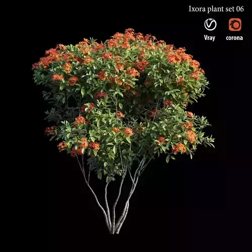 Ixora plant set 06 3D model