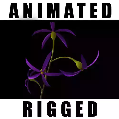 Asyneuma limonifolium pestalozzae 3D model