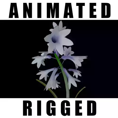 Bellevalia forniculata Fomin Deloney