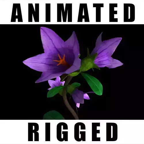 Campanula Lyrata 3D model