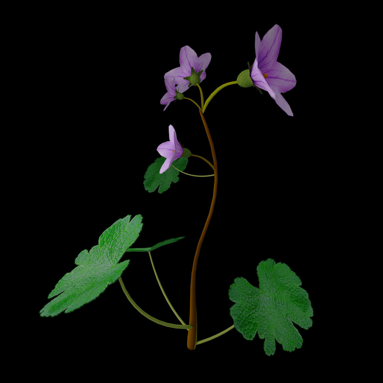 Campanula Ekimiana 3D model_2