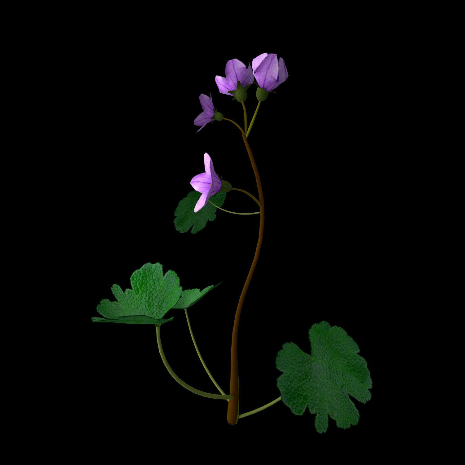 Campanula Ekimiana 3D model_12