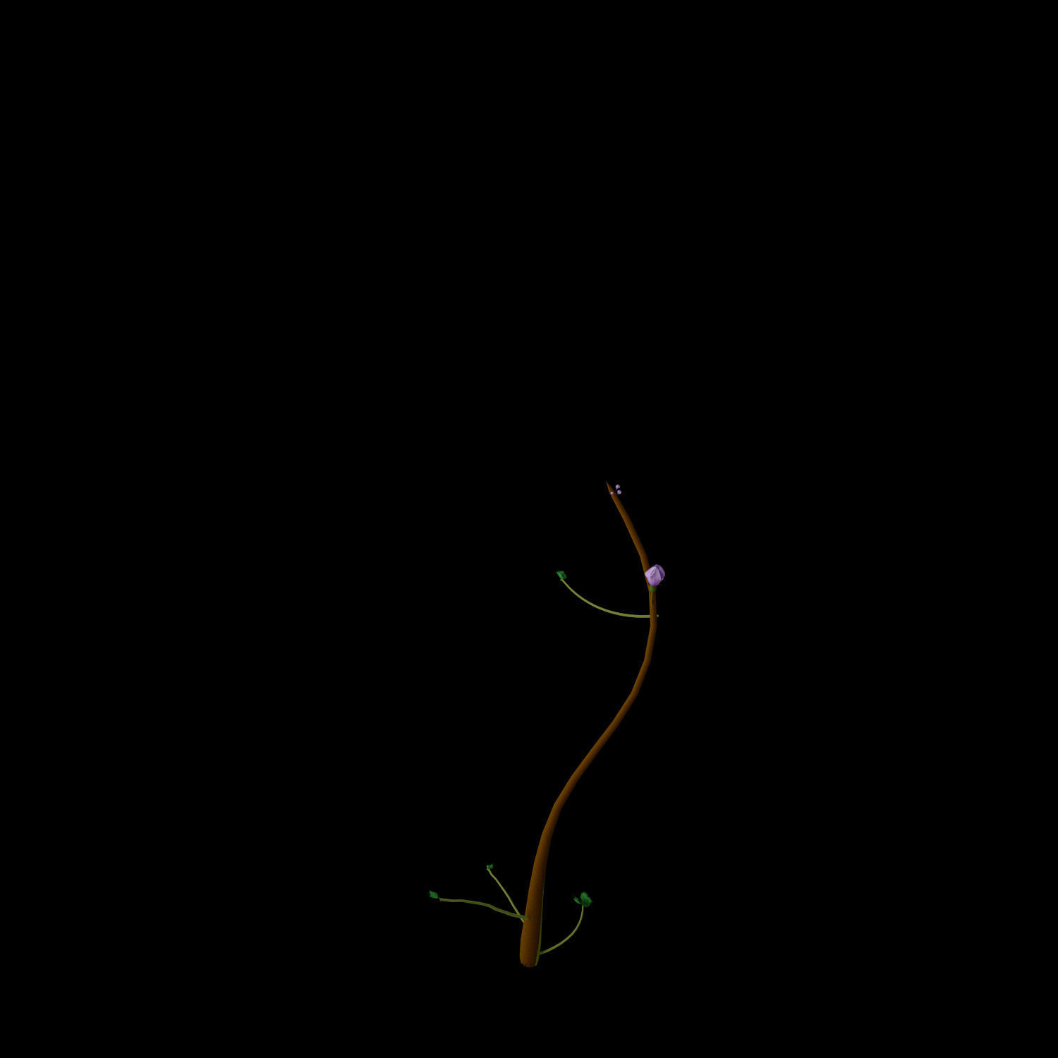 Campanula Ekimiana 3D model_9