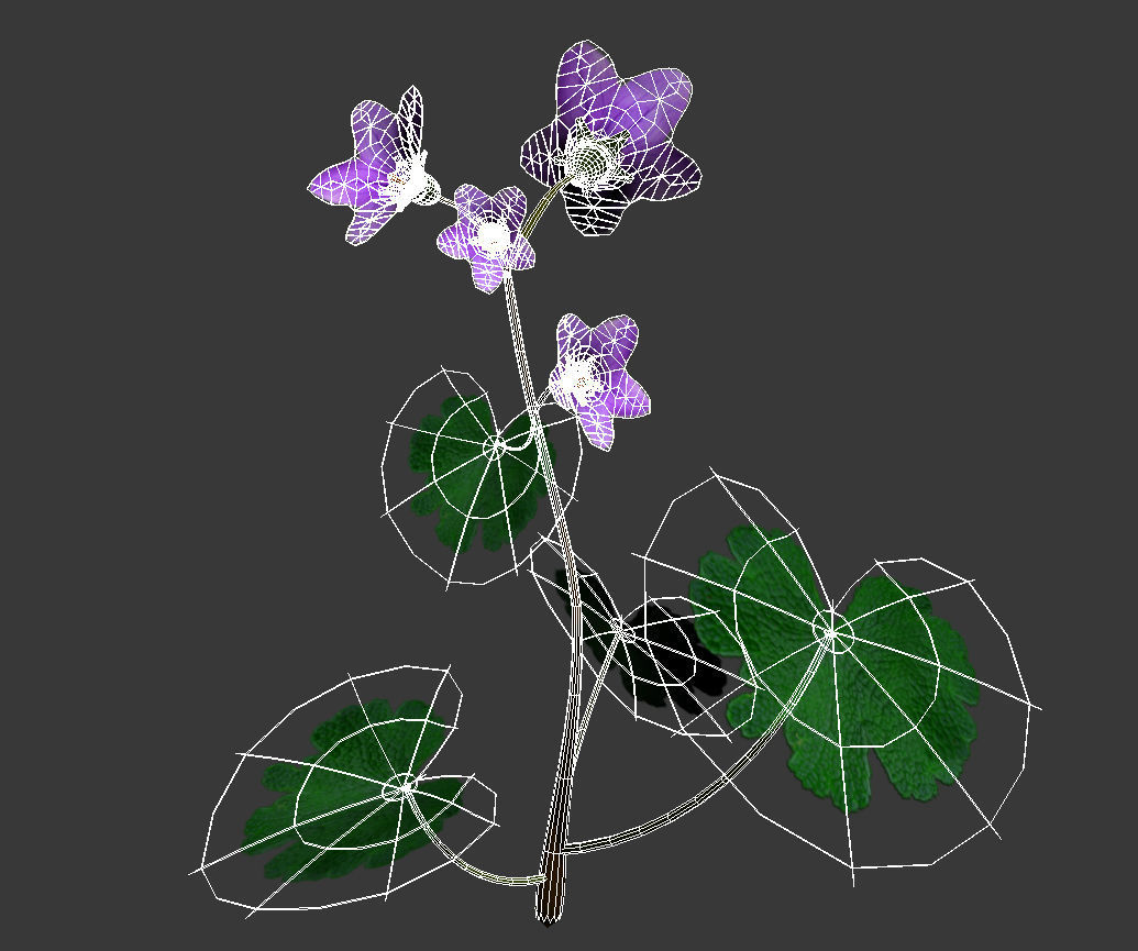 Campanula Ekimiana 3D model_4