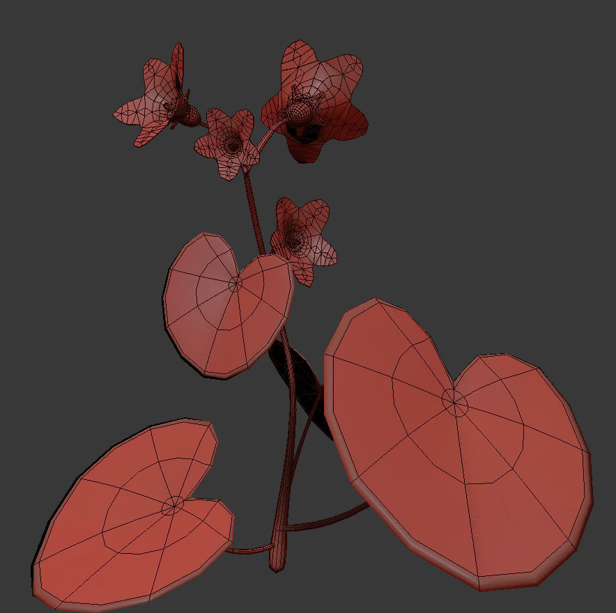 Campanula Ekimiana 3D model_3