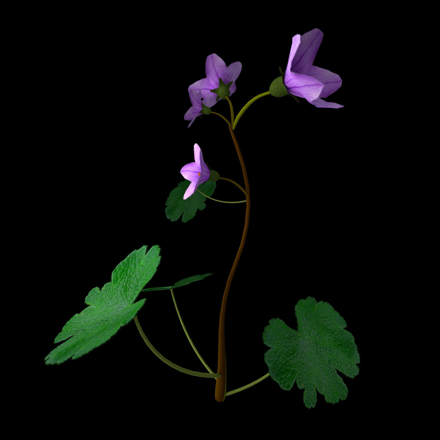 Campanula Ekimiana 3D model_13