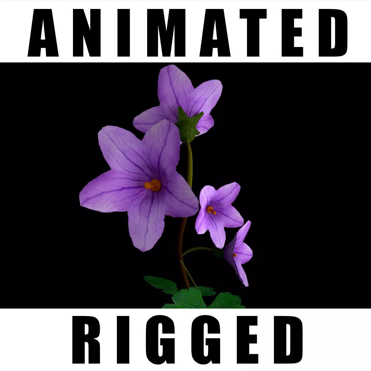 Campanula Ekimiana 3D model_0