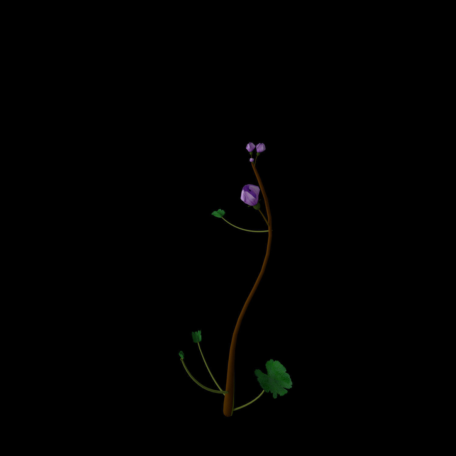 Campanula Ekimiana 3D model_10