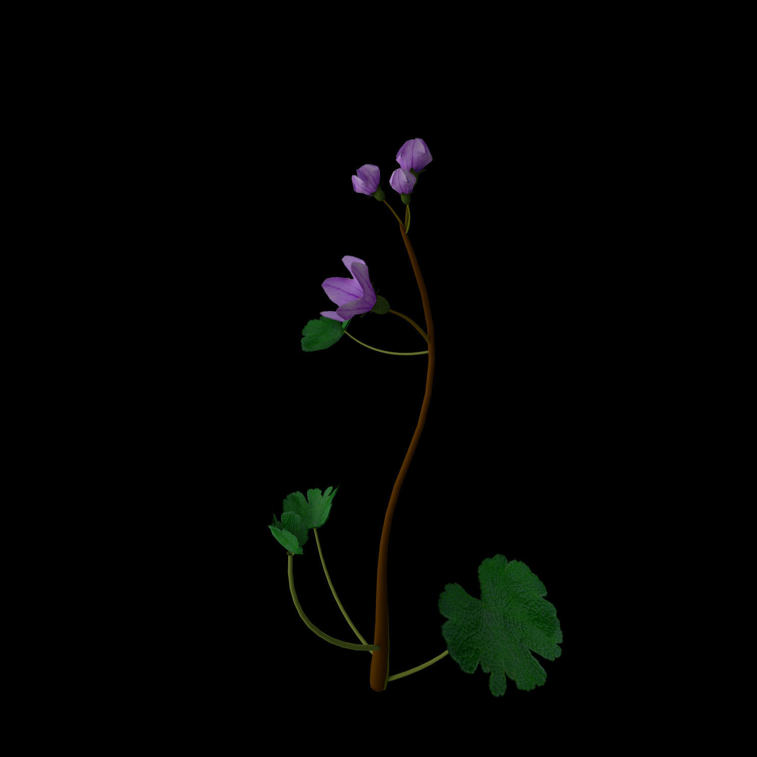 Campanula Ekimiana 3D model_11