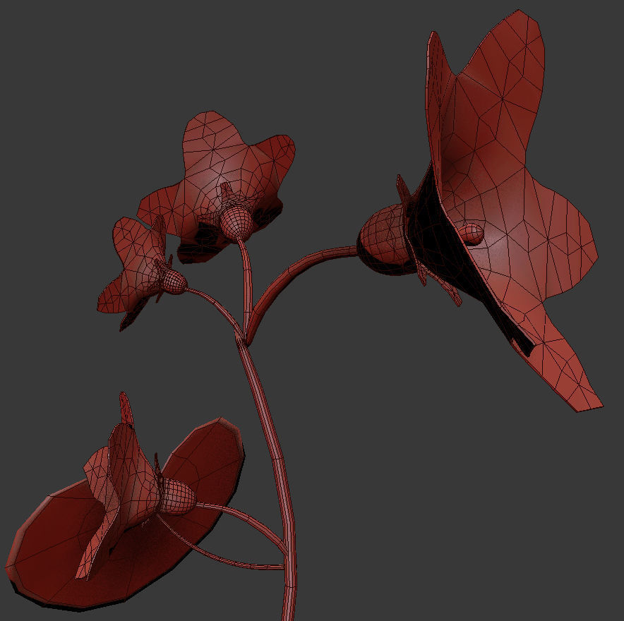 Campanula Ekimiana 3D model_6