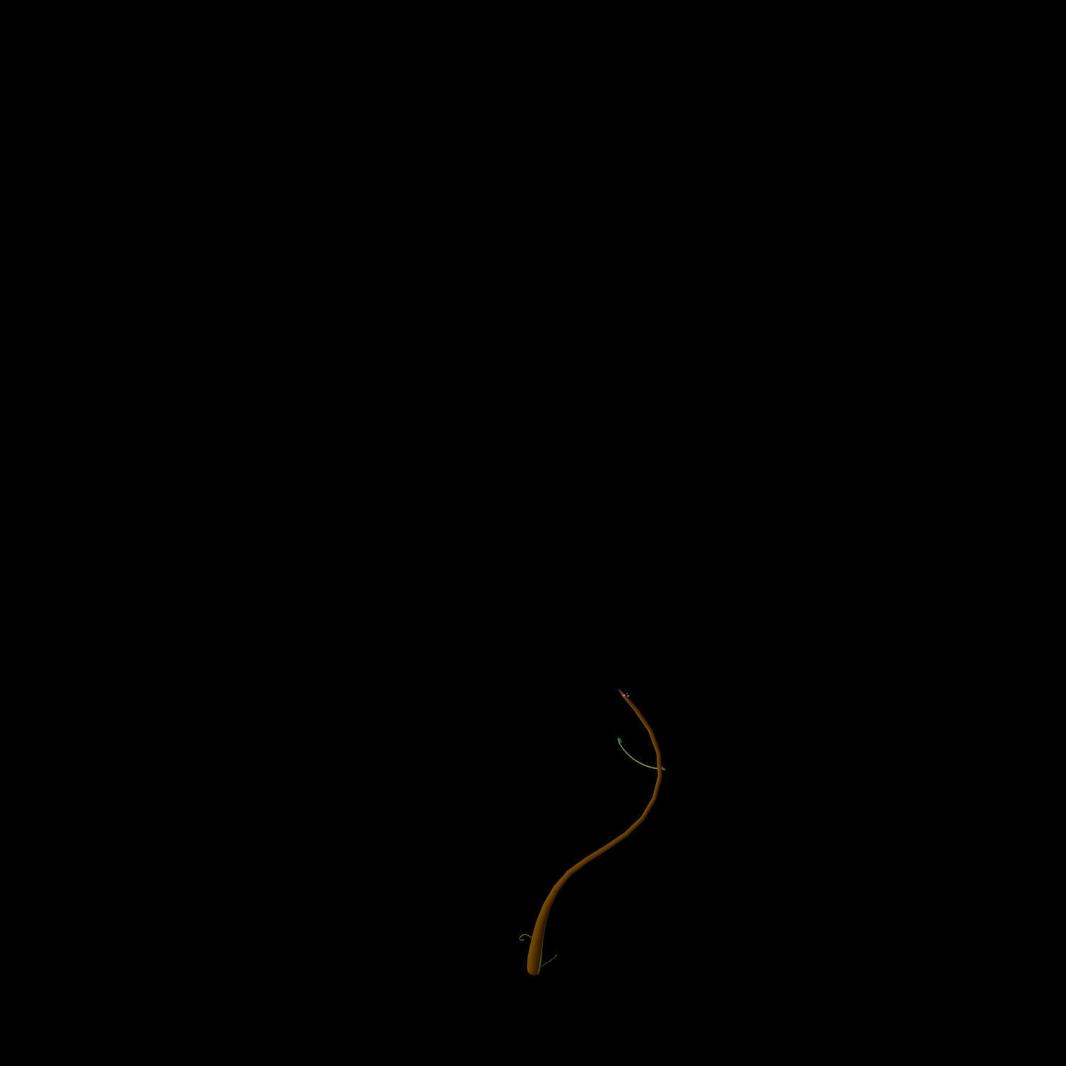 Campanula Ekimiana 3D model_8