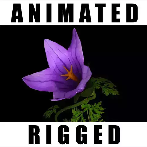 Campanula Teucriodes